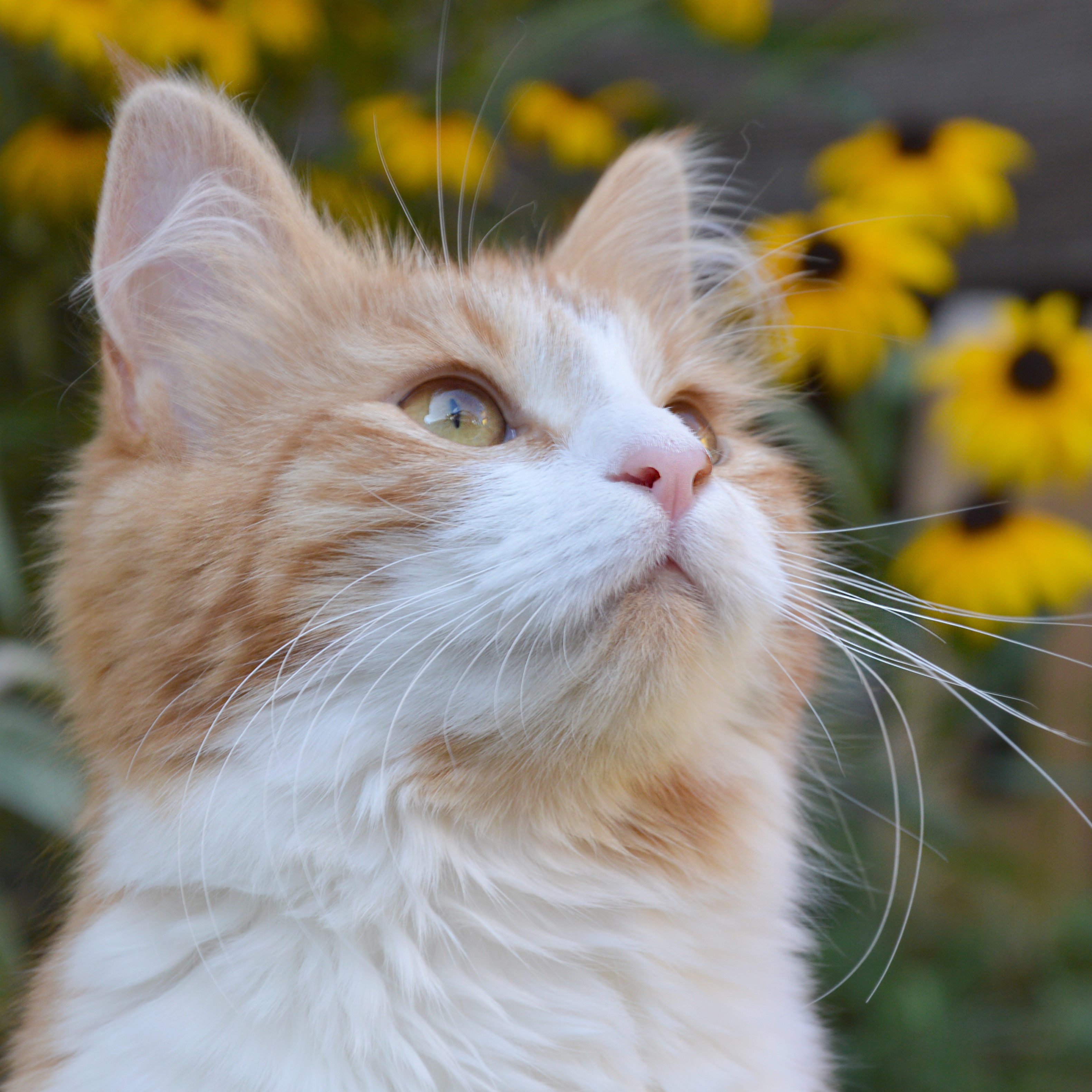 norwegische waldkatze