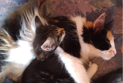 Norwegische Waldkatze